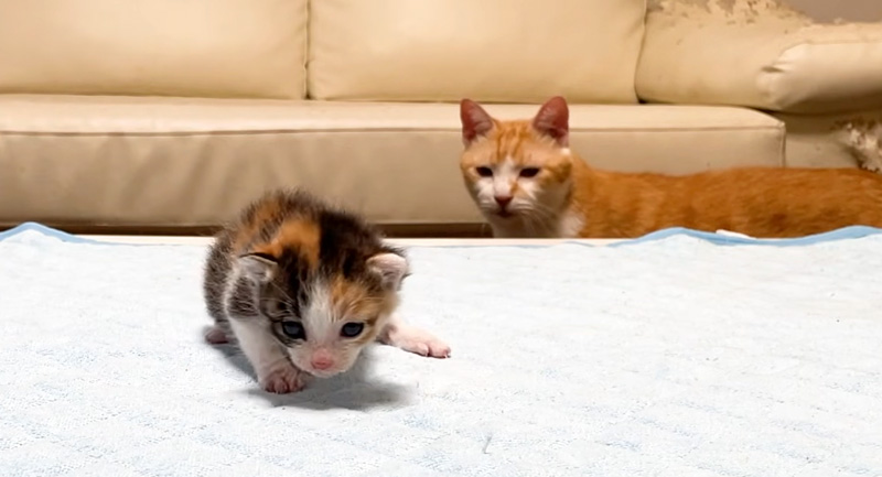 新入り子猫をたまたま見つけた先住猫