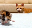 新入り子猫をたまたま見つけた先住猫