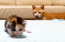 新入り子猫をたまたま見つけた先住猫