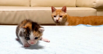 「えっ、だれ?」新入り子猫をたまたま見つけた先住猫の反応が妙に面白かった ( *´艸`) 新入り子猫をたまたま見つけた先住猫