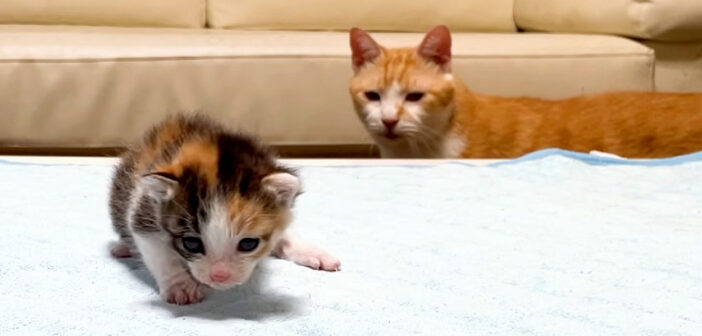 新入り子猫をたまたま見つけた先住猫