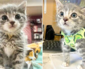 胸を保護するために靴下で作ったシャツを着る子猫。障がいにも負けず、元気に過ごす姿に胸が熱くなる