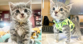 胸を保護するために靴下で作ったシャツを着る子猫。障がいにも負けず、元気に過ごす姿に胸が熱くなる