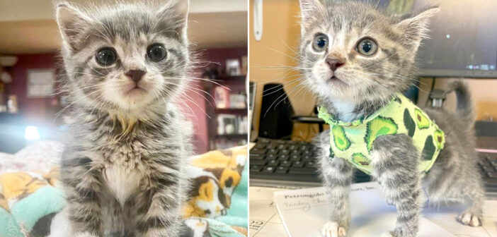 胸を保護するために靴下で作ったシャツを着る子猫。障がいにも負けず、元気に過ごす姿に胸が熱くなる