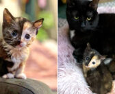 置き去りにされていたところを発見された子猫。保護先の家で強い意志を示し、優しい先住猫に見守られながら成長を続ける