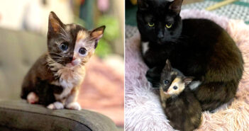 置き去りにされていたところを発見された子猫。保護先の家で強い意志を示し、優しい先住猫に見守られながら成長を続ける