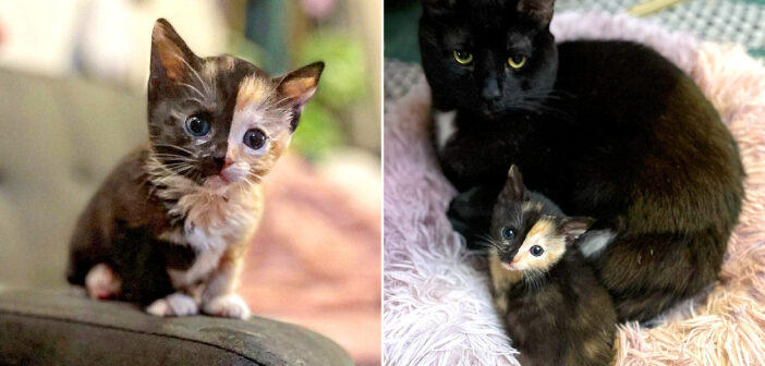 置き去りにされていたところを発見された子猫。保護先の家で強い意志を示し、優しい先住猫に見守られながら成長を続ける