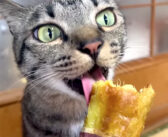 美味し過ぎて止まらない！ 完全にサツマイモの魅力に取り憑かれた猫さんの姿がとっても可愛かった ( *´艸｀)♡