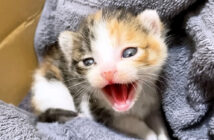 シャーシャーが止まらない子猫