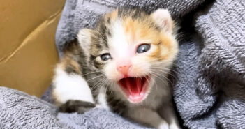 シャーシャーが止まらない子猫