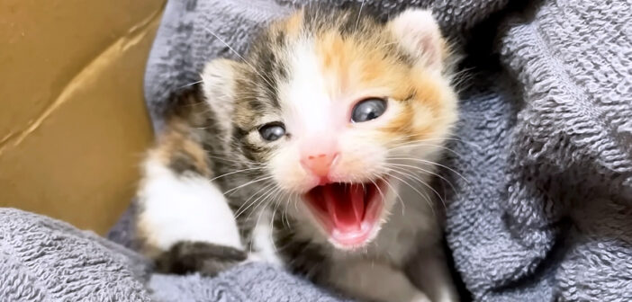 シャーシャーが止まらない！ 保護されたばかりの赤ちゃん猫の一生懸命のエアシャーがとっても愛おしくて…