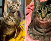 生まれてくる子猫達のために安全な場所を探していた猫。最高の家を用意してくれた女性に「ありがとう」を伝える