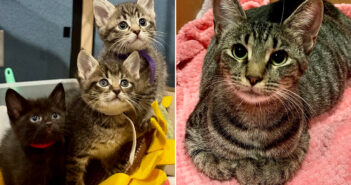 生まれてくる子猫達のために安全な場所を探していた猫。最高の家を用意してくれた女性に「ありがとう」を伝える