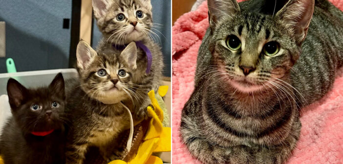 生まれてくる子猫達のために安全な場所を探していた猫。最高の家を用意してくれた女性に「ありがとう」を伝える