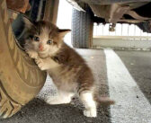 母猫と離ればなれになって、助けを求めてきた子猫。車の下から保護されて新しい暮らしが始まると、毎日が幸せいっぱいに