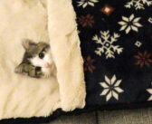 お父さんと一緒にテレビを見ていた子猫。途中から布団に入って眠りに落ちていく姿にキュンとする ( *´艸｀)♡