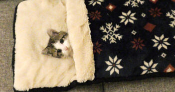 お父さんと一緒にテレビを見ていた子猫。途中から布団に入って眠りに落ちていく姿にキュンとする ( *´艸`)♡