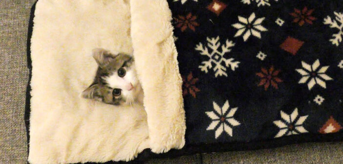 お父さんと一緒にテレビを見ていた子猫。途中から布団に入って眠りに落ちていく姿にキュンとする ( *´艸｀)♡