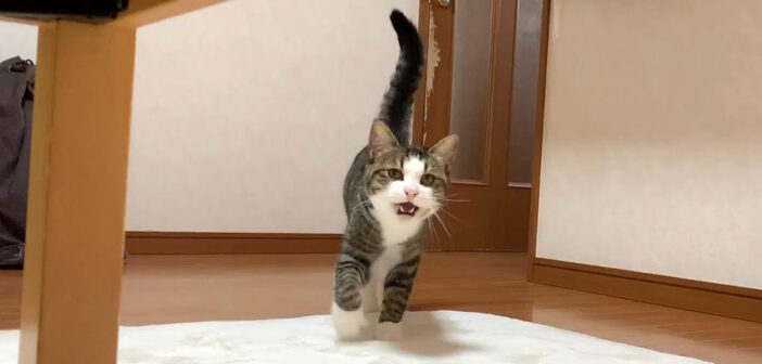 名前を呼ぶと嬉しそうに鳴きながら、小走りで駆け寄ってくる猫さん。ゴロンと転がって甘えてくる様子が可愛すぎる♡