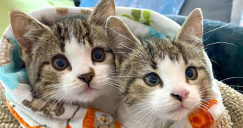 保護された子猫達