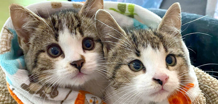 厳しい寒さの中、納屋の近くで発見された母親のいない子猫達。温かい家に安心すると、幸せそうに寄り添い続ける