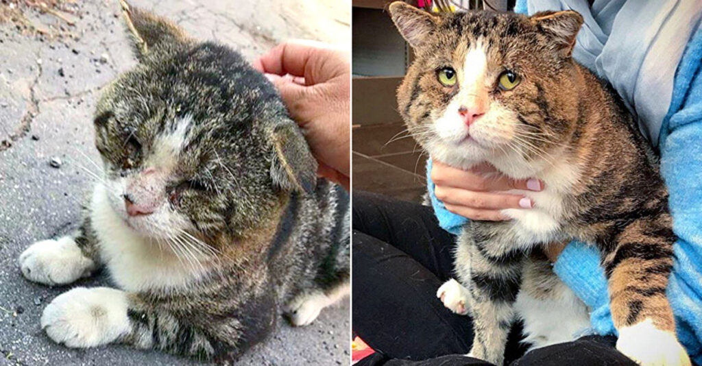 ボロボロねこ sddefault.jpg