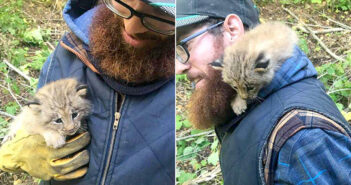 森の中で独りぼっちになっていた子猫を保護。でもよく見ると、足も耳もシッポも普通の子猫とはちょっと違ってました!