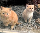 寒さの中、暖かそうなオフィスの中を覗いてきた子猫達。保護されてからも常に寄り添いながら、お互いの心を温め続ける