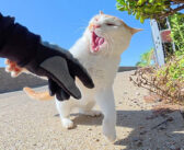 ヤンキー猫に絡まれた三毛猫を助けようとしたら… ボコボコに攻撃された！ 優しい男性が三毛猫の身代わりに (；ﾟДﾟ)！