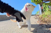 茶白猫にボコボコにされた男性