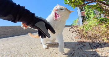 ヤンキー猫に絡まれた三毛猫を助けようとしたら… ボコボコに攻撃された！ 優しい男性が三毛猫の身代わりに (；ﾟДﾟ)！