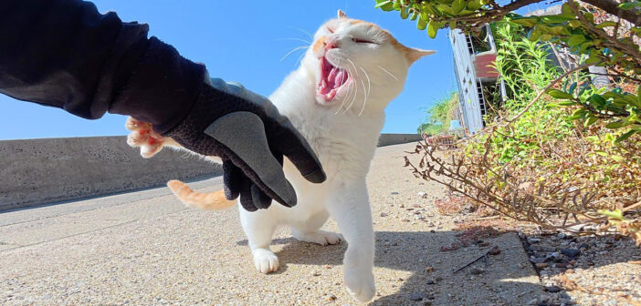 ヤンキー猫に絡まれた三毛猫を助けようとしたら… ボコボコに攻撃された！ 優しい男性が三毛猫の身代わりに (；ﾟДﾟ)！