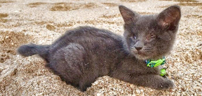 余命数ヶ月の子猫に幸せな最期を。最愛の飼い主さんと共に、残された時間を精一杯楽しむ子猫の姿に思わず胸が熱くなる