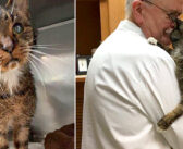 ボロボロの状態で助け出された15歳の老猫。ずっと待ち望んでいた人に迎えられると、寄り添いながら感謝の気持ちを伝える