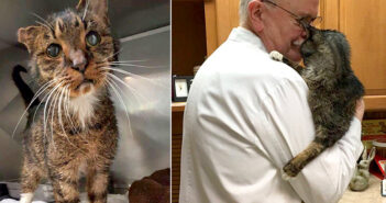 ボロボロの状態で助け出された15歳の老猫。ずっと待ち望んでいた人に迎えられると、寄り添いながら感謝の気持ちを伝える