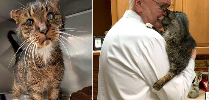 ボロボロの状態で助け出された15歳の老猫。ずっと待ち望んでいた人に迎えられると、寄り添いながら感謝の気持ちを伝える