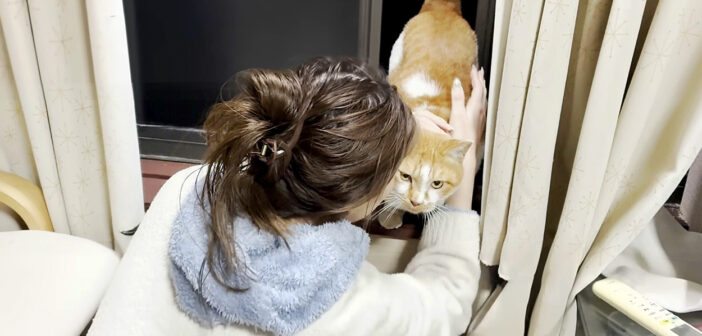 寒さで凍えていた庭猫が、2階の窓から「家に入れて」と訴えてきた！ 家の中に入れてあげると嬉しかったようで… (*´ｪ｀*)