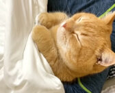 4日ぶりのパパの帰宅に喜びが止まらなくなった猫さん。べったりとくっついて寝る姿が可愛すぎる ( *´艸｀)♡