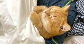 4日ぶりのパパの帰宅に喜びが止まらなくなった猫さん。べったりとくっついて寝る姿が可愛すぎる ( *´艸`)♡