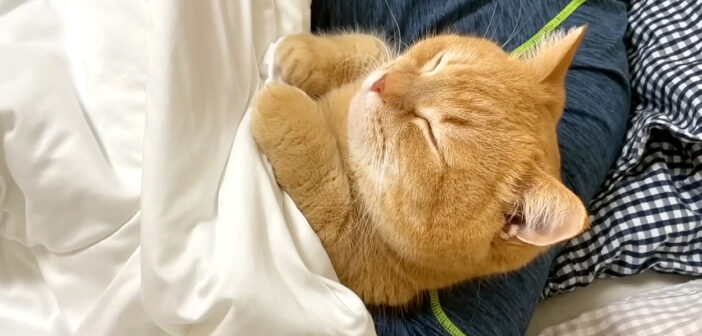 4日ぶりのパパの帰宅に喜びが止まらなくなった猫さん。べったりとくっついて寝る姿が可愛すぎる ( *´艸`)♡