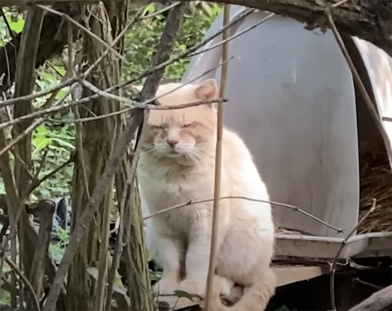 森の中で生活していた猫