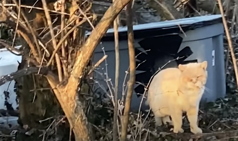 目が閉じられていた猫