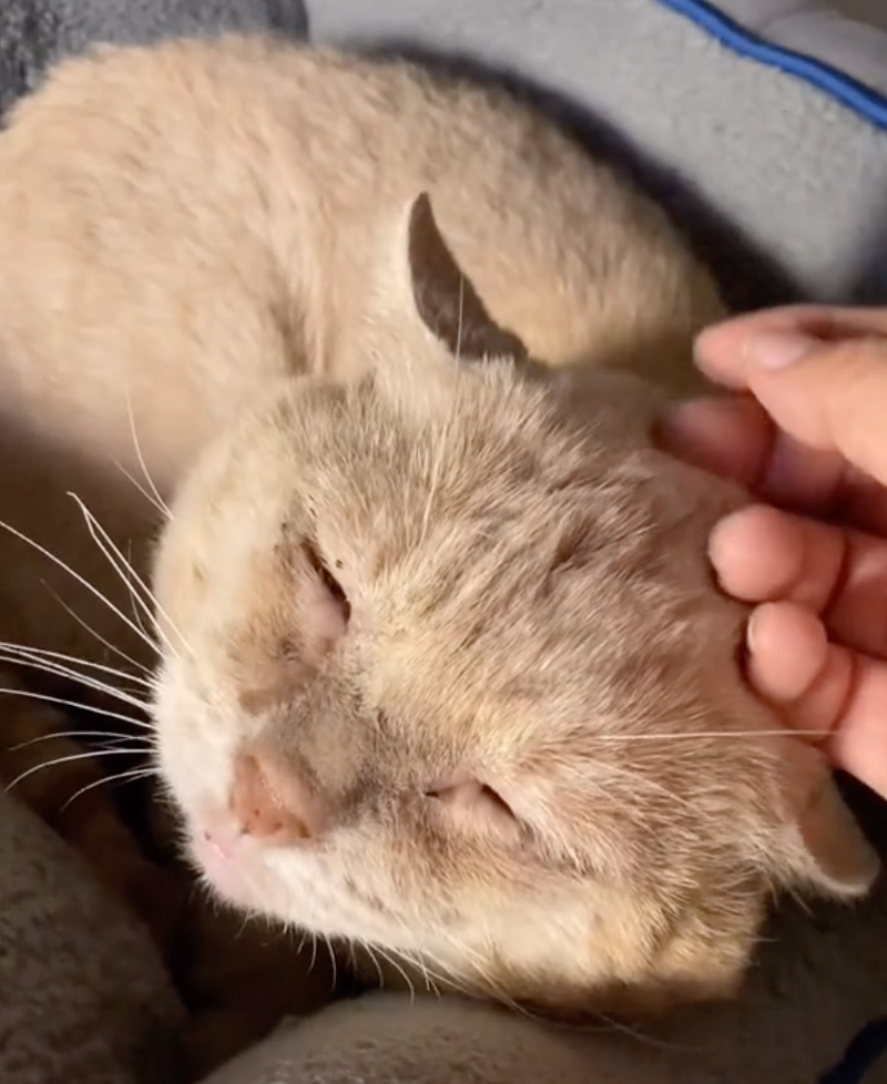 幸せそうに撫でられる猫