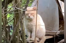 6年前に置き去りにされた猫