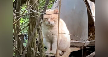 6年前に置き去りにされた猫