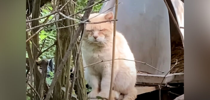 6年前に置き去りにされた猫