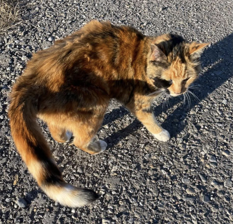 行方不明になった猫