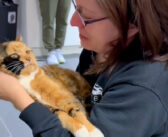 8年前に行方不明になった猫と再会した女性。涙を流しながら愛情いっぱいに抱きかかえる姿に思わず胸が熱くなる