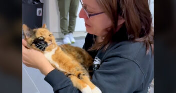 8年ぶりに飼い主さんと再会した猫