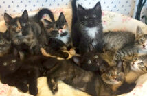 保護された子猫達